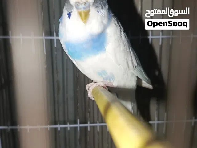 طيور زينة للبيع اسبانك وطرف هقروم وباندا للبيع اعطي سومك