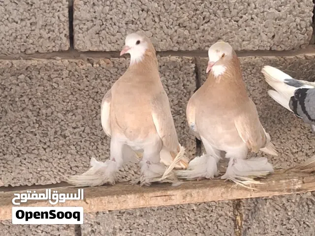 زوج ربي يبارك مضمون