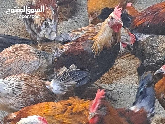 دجاج بطه.السمان