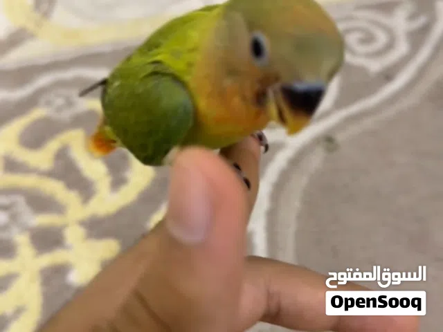 النوع ؛لوف بيرد