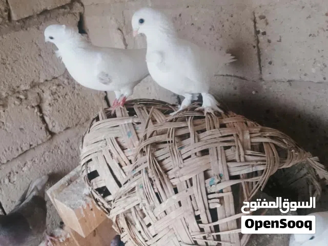 مطلوب فحل ارفلي مكلش