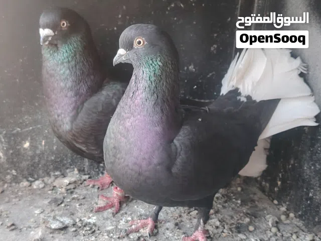 جوز نوريات سود كركندات