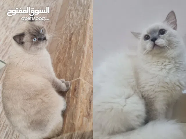 للتبني قطتين هملاياء