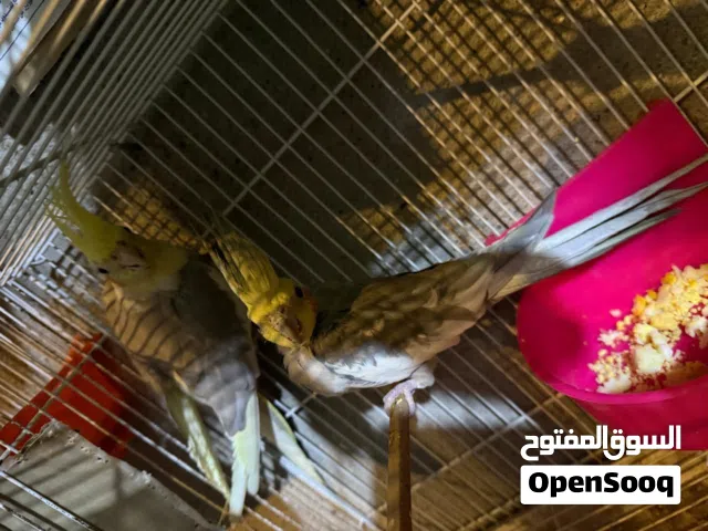 زوج كوكتيل بزار