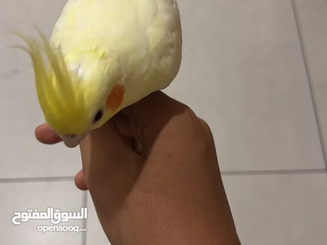 إثنين ببغاء من نوع الكراون