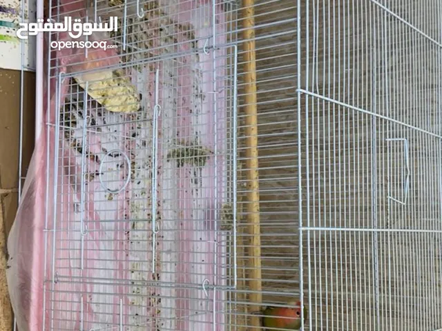طيور روز للبيع زوج بألوان جميلة
