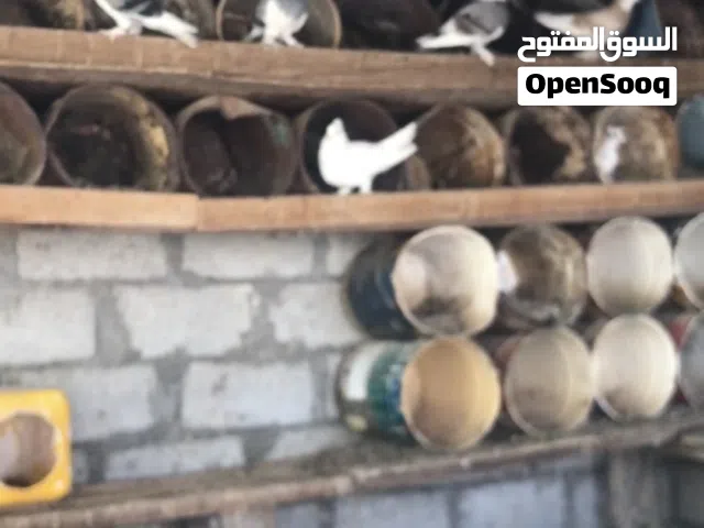 حمام عماني للبيع
