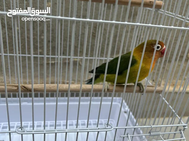 فيشر مع قفص وحب للبيع