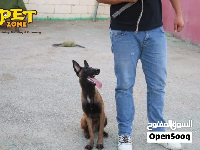 ذكور واناث بلجم مالينو للحراسه مستوى عالي