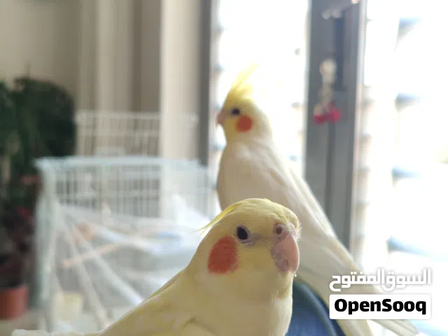 جوز كوكتيل أليف