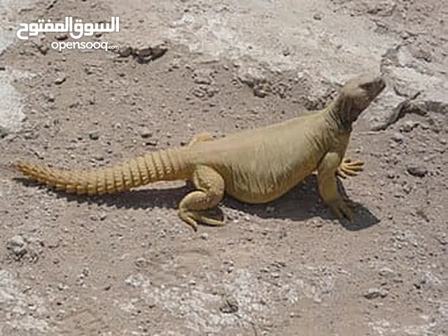 متوفر ضب +حرباء+شنايدر ــ»اليفات وغير مؤذى صحه ممتازة جدا المعاينه قبل الشراء الاسعار مناسبه وحرق