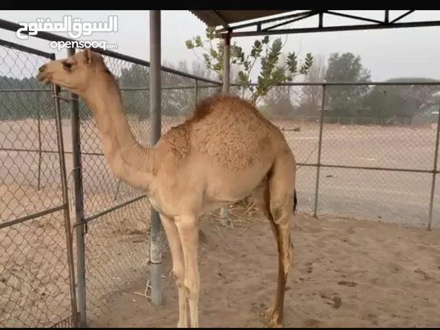 قعود للبيع مطلوب 6,000 نهائي