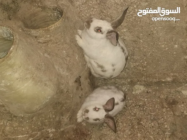 ارانب الماني