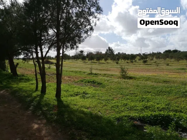 مزرعه للبيع واد الربيع الفتحه يلي قبل الشلمبر جي مشجرة منزل جاهز للسكن ارض زراعية زوز ابيار ربي يبار