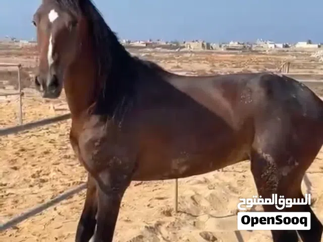 فلو محلي انتاج محلي 100