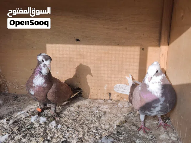 طيرة بغدادية وفحل ايراني صيد السعر 10 مكاني ابو الخصيب العوجه الطيور مرتبة فول ولصور تشهد متواجد علس