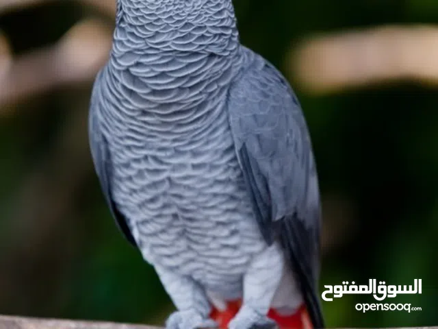 تدريب الببغاوات