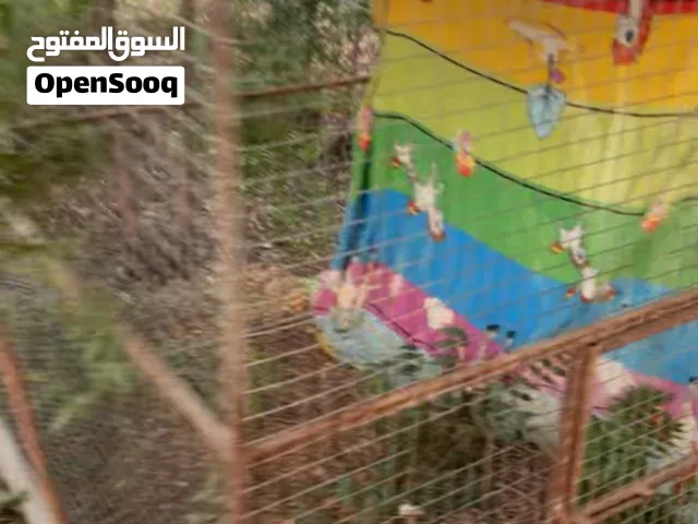 قفص للبيع للطيور و كلاب و قطط يمشي