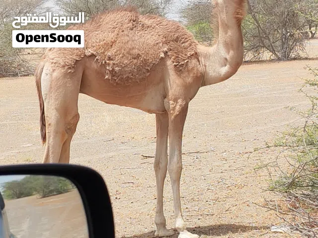 للبيع قعود سليم من كل عذاريب