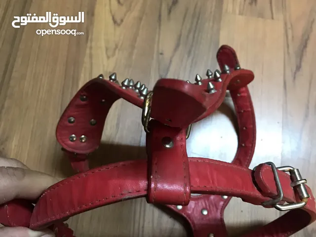 صدرية كلاب للبيع
