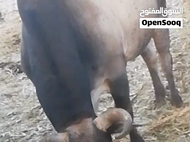ثور عماني اصل مشاء الله هديد يصلح حك عيد يصلح  ما كبير ف العمر صحته فوق ممتازه حط سعرك
