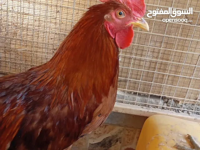 ديك فرنسي اصل