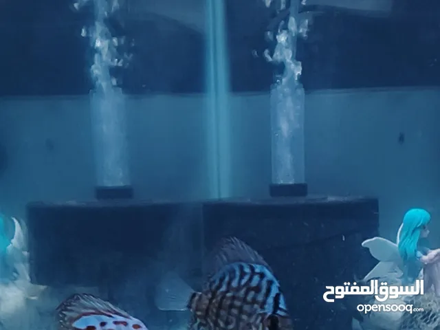 سمك دسكاس للبيع وذا تريد الحوض وملحقاتة كاملة