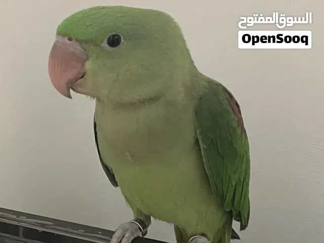 ببغاء نيبالي
