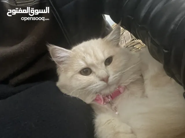 قطط يجنن شعرو ناعم وكبير للبيع بأرخص الأثمان ماخذ كل الطعومات