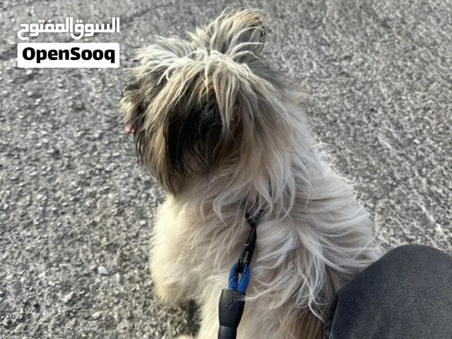 كلب زينة للبيع