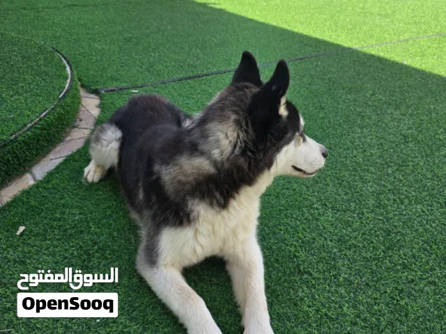 هاسكي ( اسمه ليو )