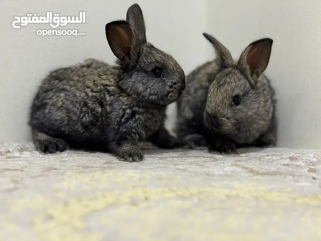 For sale all kinds of rabbits Holland loop , natherland mini , flamish gaint flander etc