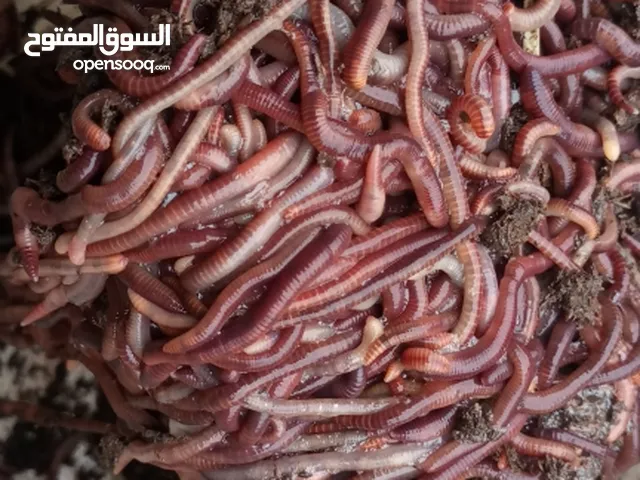 متوفر لدينا دود الكمبوست نوع ريد ويجلر سماد الفيرمي كمبوست متوفر لدينا سماد الفيرمي كمبوست