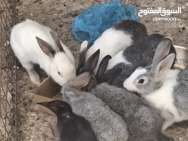 ارانب للبيع اناثي