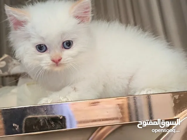 قطط برتش وسكوتش فولد وهملايا اعمار صغيرة