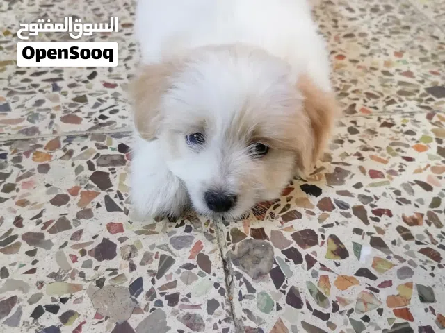 ذكر تيرير فرنسي العمر شهرين