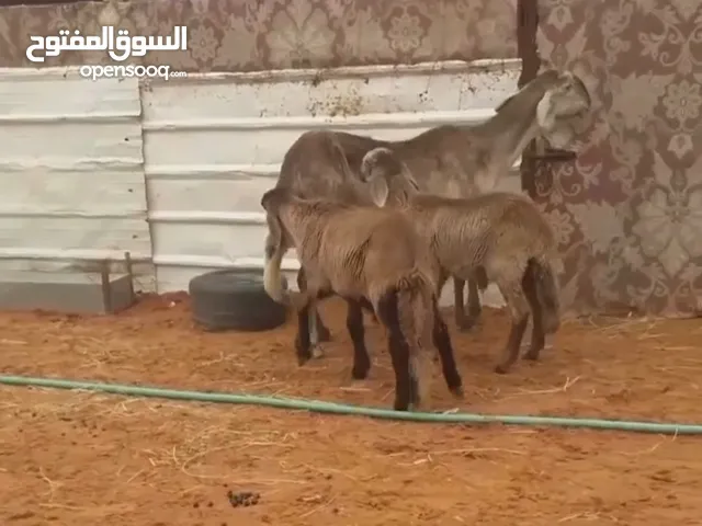 جاعده سودانيه تحته كبش وحمله
