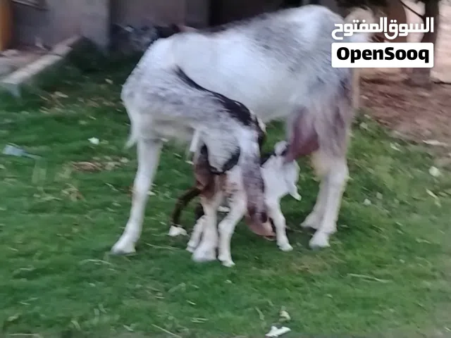 زعنز هجين حجازي مواصفات ربي يبارك تلوتية ضرعها رطب حليب ربي يبارك سنها أول جمع تحتها زوز جديان ذكور