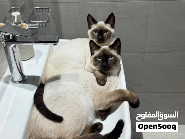 Siamese cats