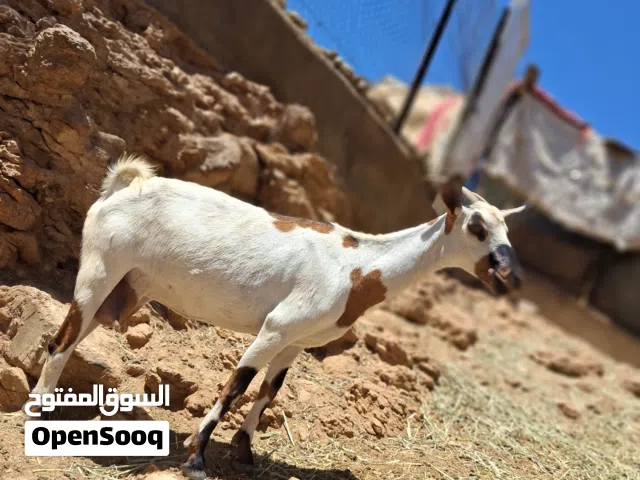 شاه صلاليه ..حليب وافر.....