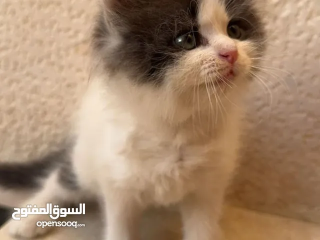 قطط شيرازية