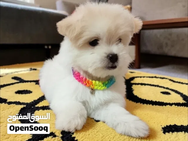 بنوته هافنيز ميني بيورر