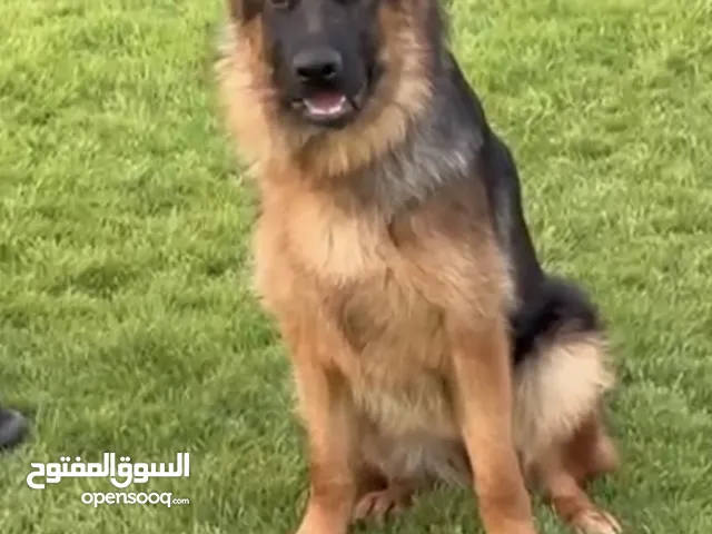 نثيه 9 شهور
