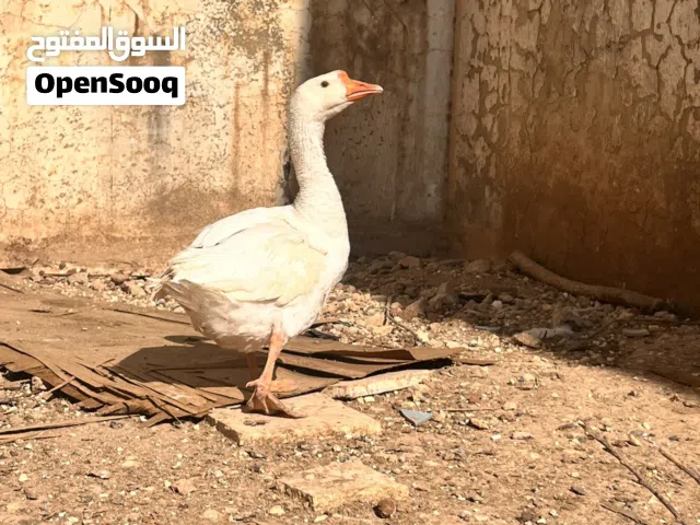 ذكر وز إفريقي