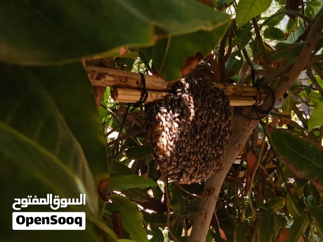 مزاد العسل في الواتساب مجموعه جديده