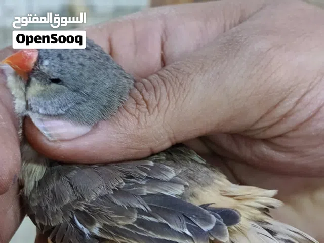 زوج فنجس شوف  الوصف