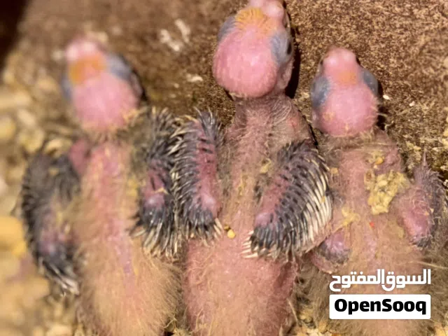افراخ كوكتيل للبيع
