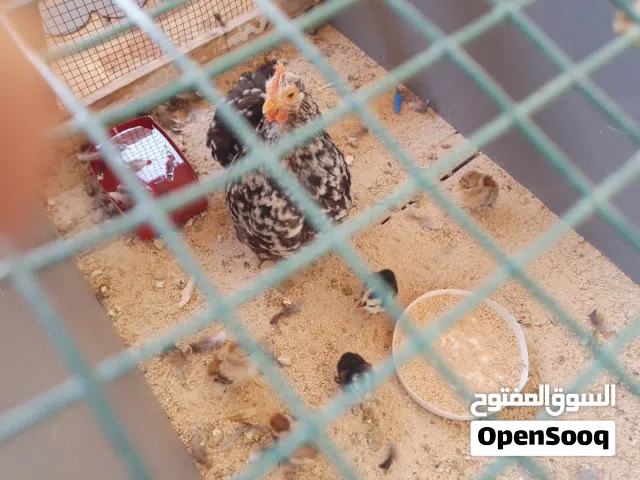 دجاج الاسثورلي