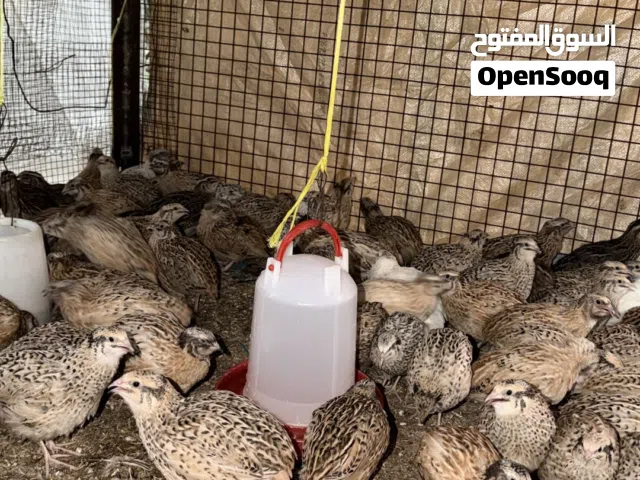 سمان جامبو للبيع