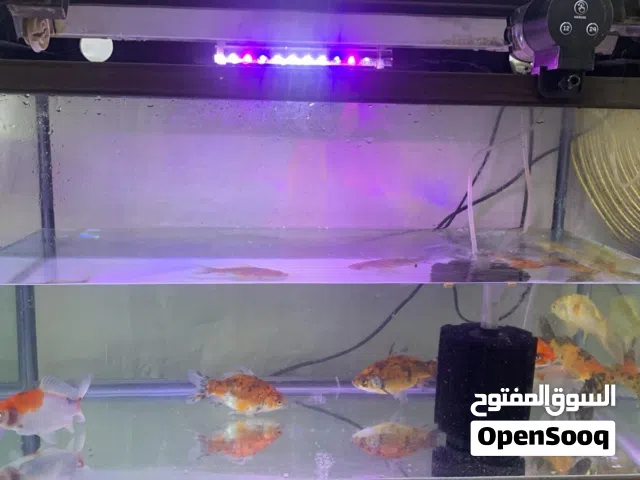 للبيع سمك والحوض